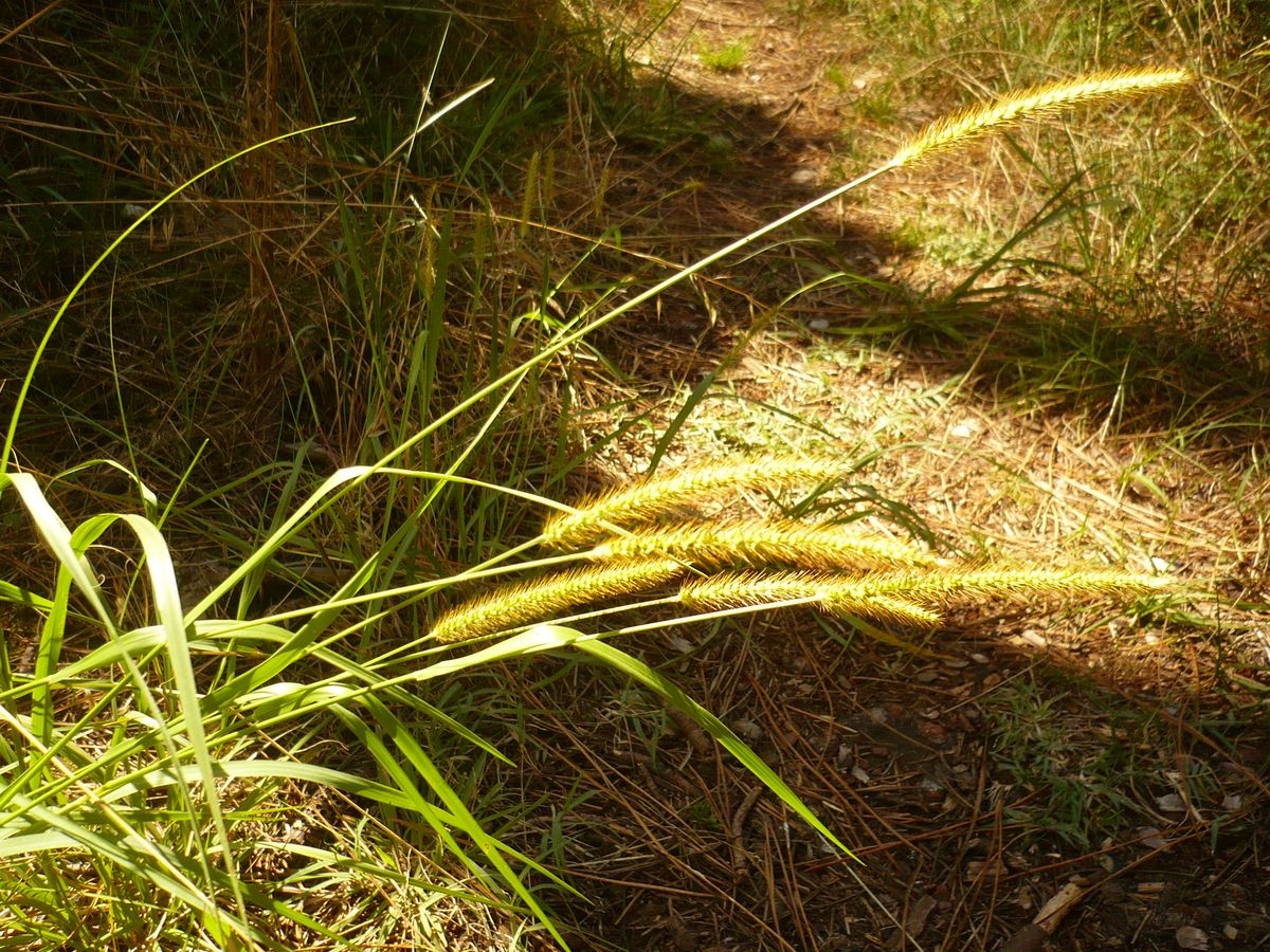 Setaria parviflora (Poaceae)